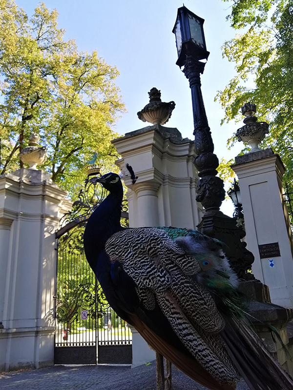 Fotografia kolorowa. Na pierwszym planie dumnie prezentujący się paw królewski. W tle parkan oraz duża neobarokowa brama prowadząca na teren założenia pałacowo-parkowego w Kozłówce. W zwieńczeniu bramy herb rodziny Zamoyskich – Jelita.