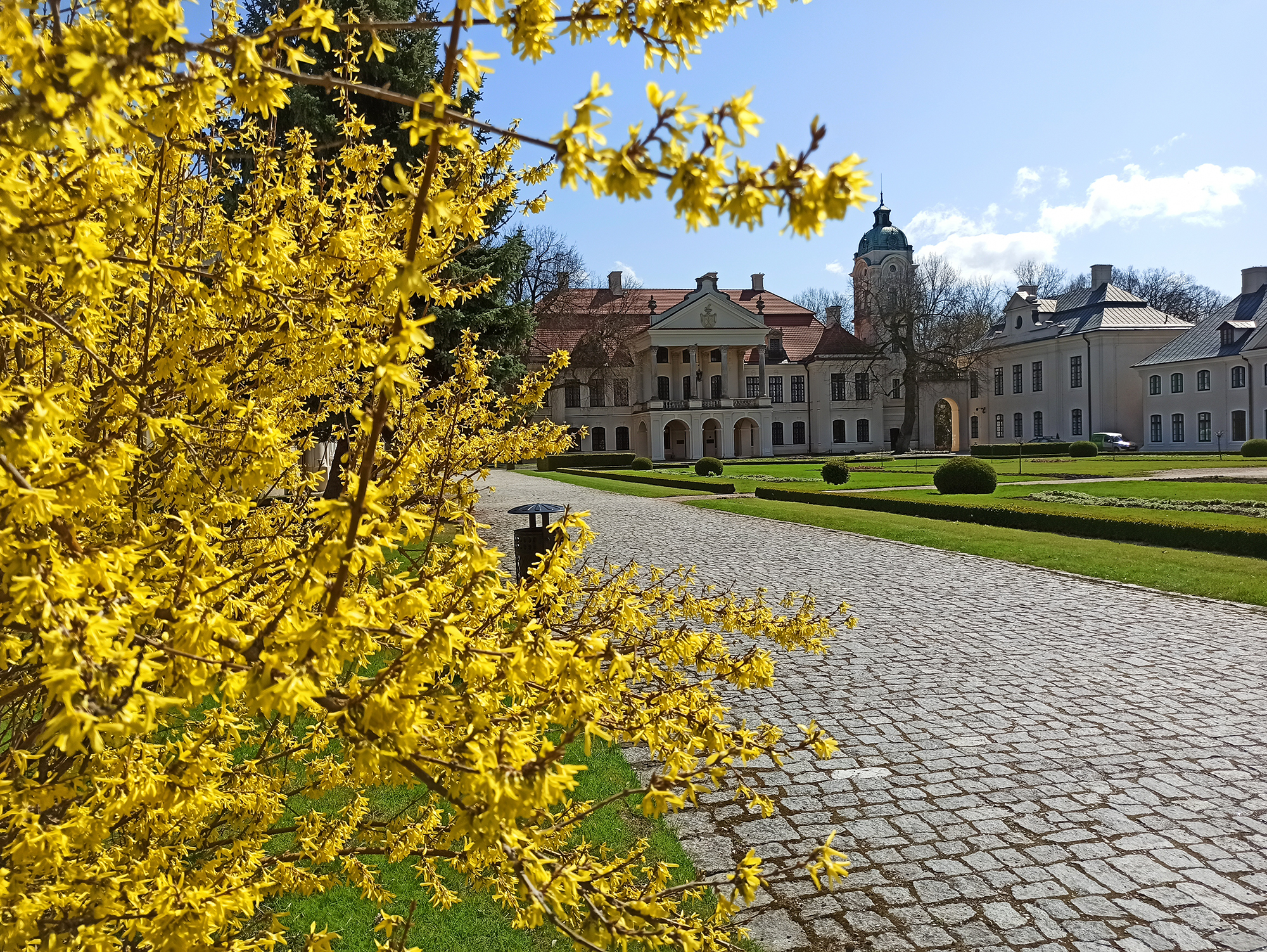Kwitnący krzew forsycji. W tle widać budynek pałacu.