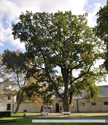 Dąb szypułkowy (łac. Quercus robur) „Bartman”