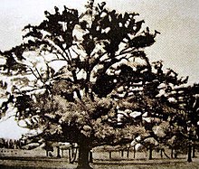 Zdjęcie przedstawia drzewo z rozłożystą, gęstą  koroną gałęzi. To drzewo to dąb Dewajtis którego tytuł nosi jedna z powieści Marii Rodziewiczówny.